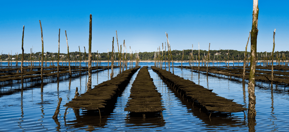 Une affaire de famille - Podcast Orange Pro